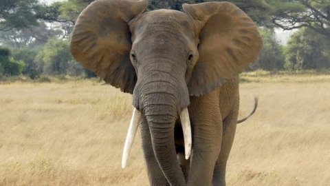 African elephants endangered species illegal poaching ivory trade