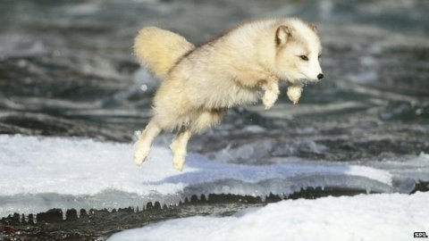 arctic fox