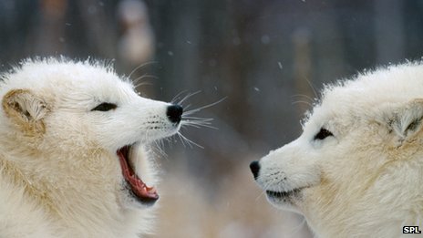 arctic foxes