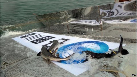 artifically-bred critically endangered almost extinct Yangtze river sturgeons being released into river; China