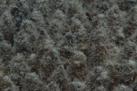 heavy algal overgrowth over bleached dying coral - Great Barrier Reef Australia