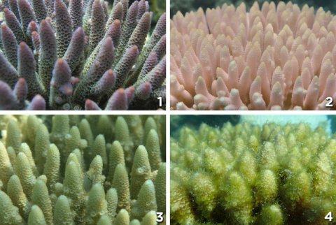 Close-up of four staes of coral bleaching dying coral great barrier reef australia