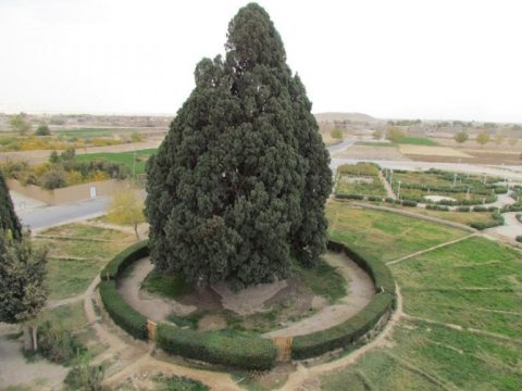 Cypress of Abarkuh in Iran Cypress of Abarkuh in Iran