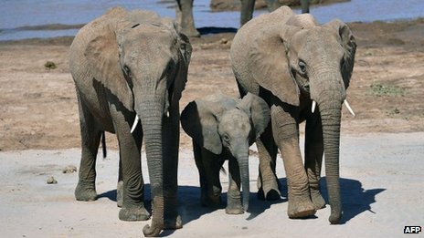 elephant couple with baby elephant Zimbabwe Hwange National Park